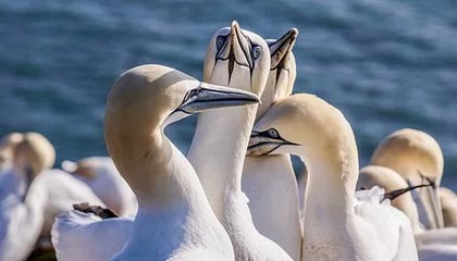 开云APP：开启云端生活的新纪元