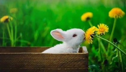 乐鱼体育在线-168官方网页登录：开启安心交易之门